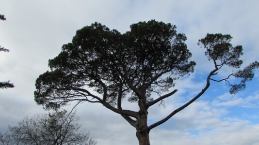 El pi de Pompeu Fabra