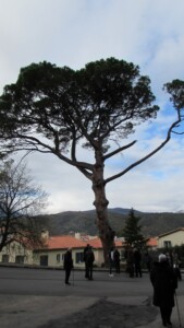 El pi de Pompeu Fabra